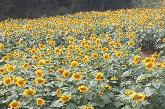 The Sunflower Maze That Took My Breath Away