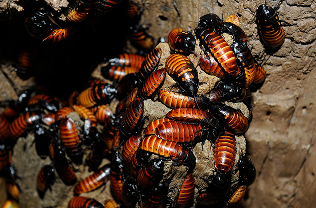 Send Your Crush a Creepy-Crawly Cockroach Valentine