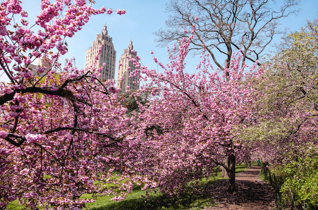 These are the 8 Best Places to See Cherry Blossoms in NYC