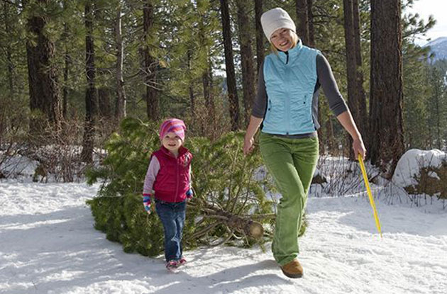 22 Best Cut-Your-Own Christmas Tree Farms Near NYC