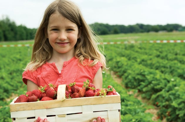 The Top 10 Spots to Go Berry Picking in New York, New Jersey, Connecticut