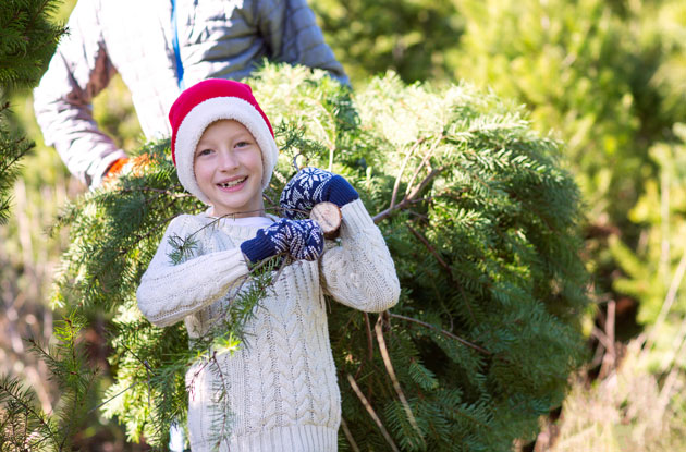 Top 16 Westchester Christmas Tree Farms to Cut Your Own